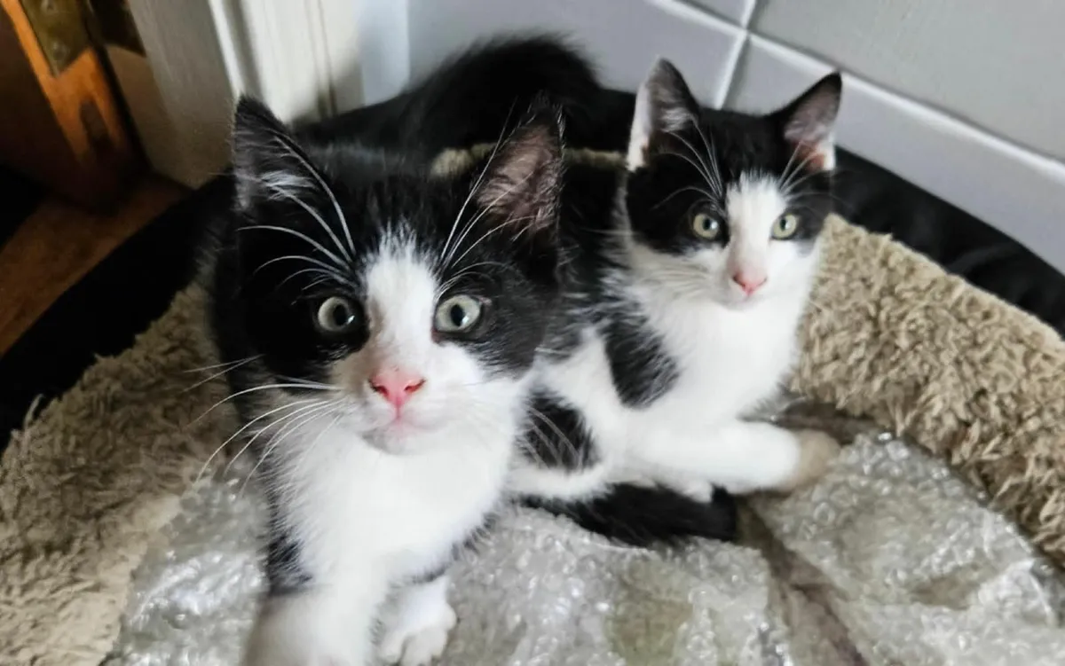 Two tuxedo baby boys - Image 1