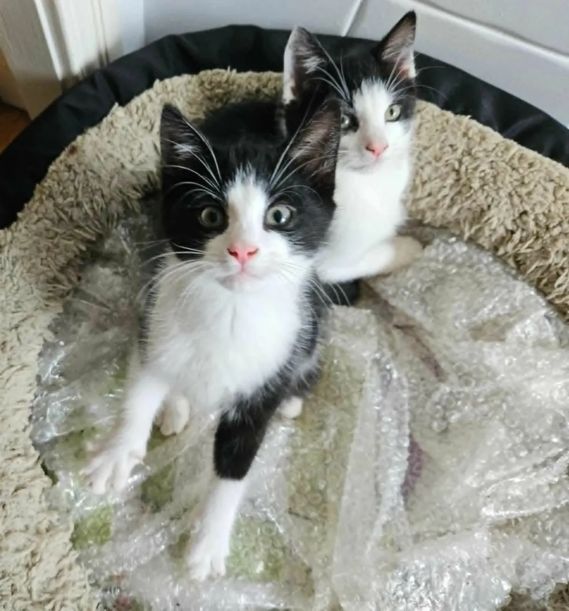 Two tuxedo baby boys - Image 2