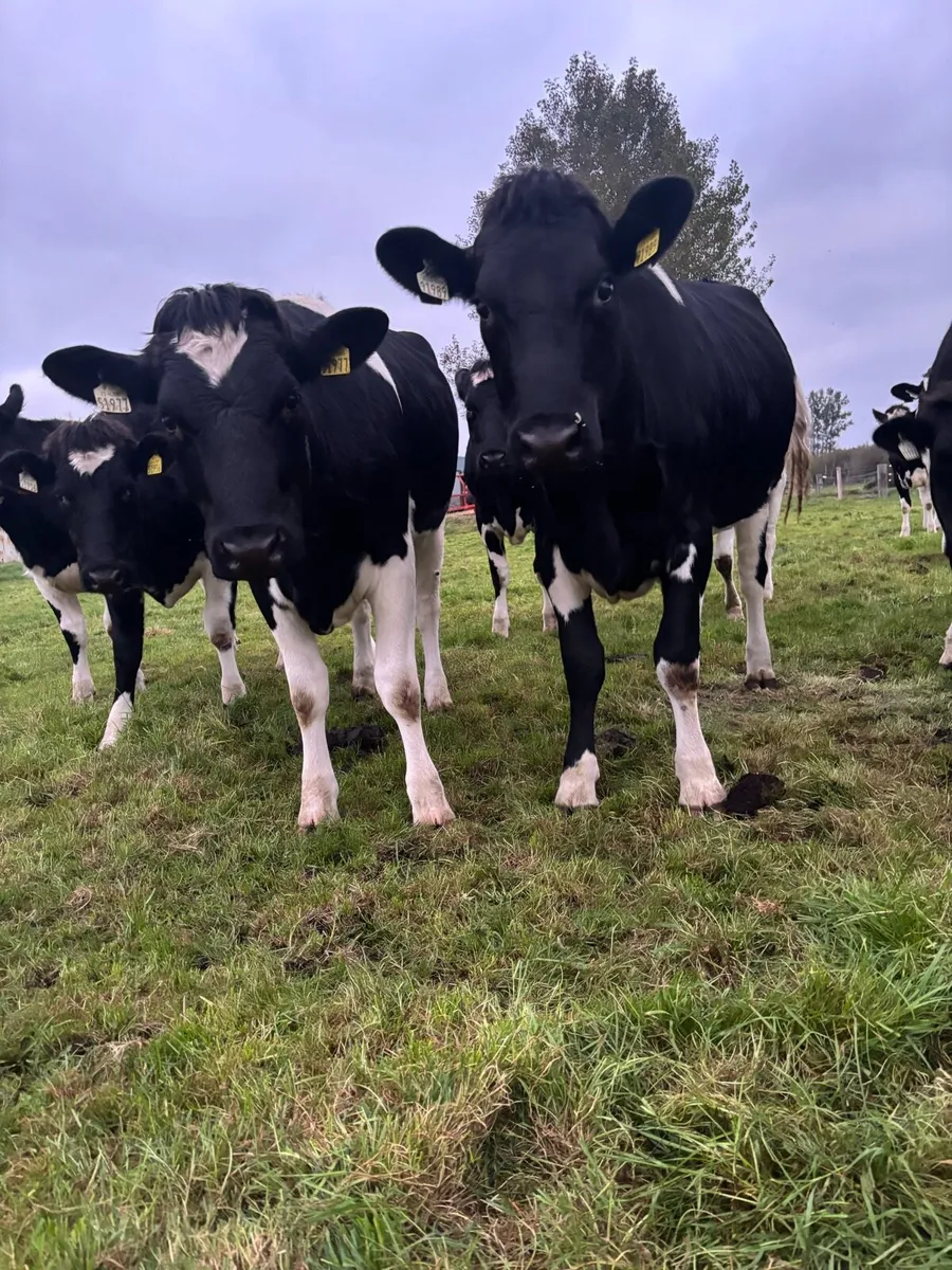 Incalf fr heifers - Image 1