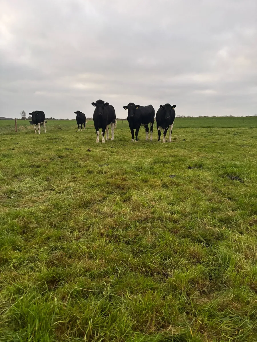 Incalf fr heifers - Image 2