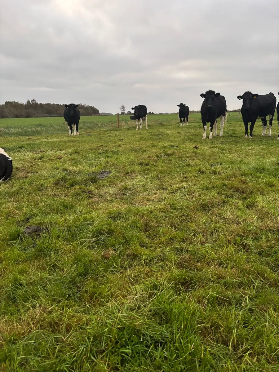 Incalf fr heifers - Image 3