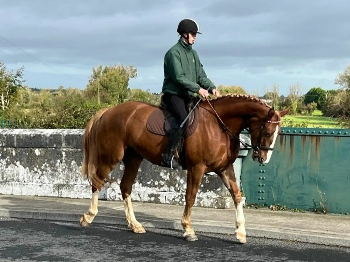 Lot 95 Goresbridge 5 yr old RID Gentleman - Image 1