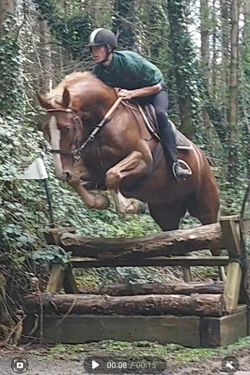 Lot 95 Goresbridge 5 yr old RID Gentleman - Image 3