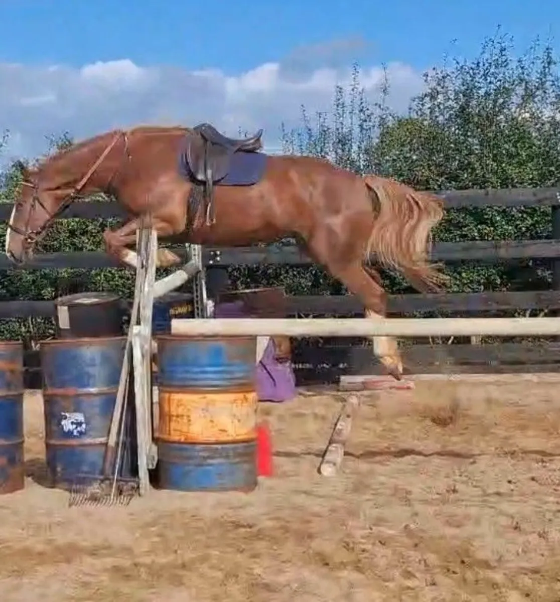 Lot 95 Goresbridge 5 yr old RID Gentleman - Image 4