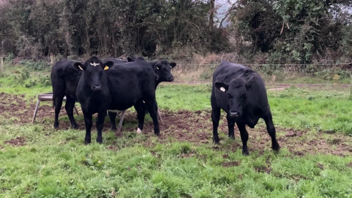 Angus Heifers - Image 2