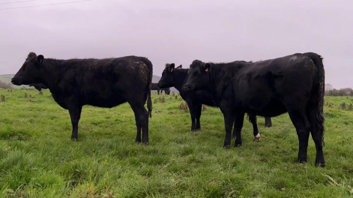 Angus Heifers - Image 1