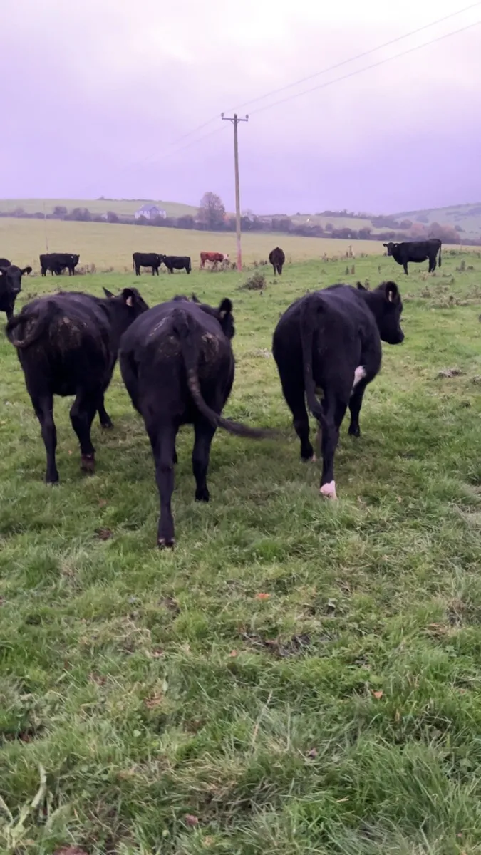 Angus Heifers - Image 4