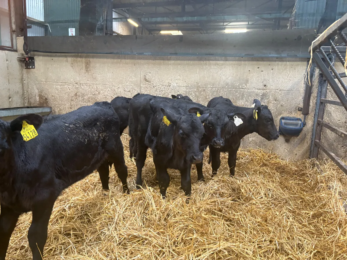 8 Angus Heifer Calves - Image 1