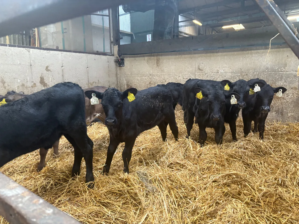 8 Angus Heifer Calves - Image 3