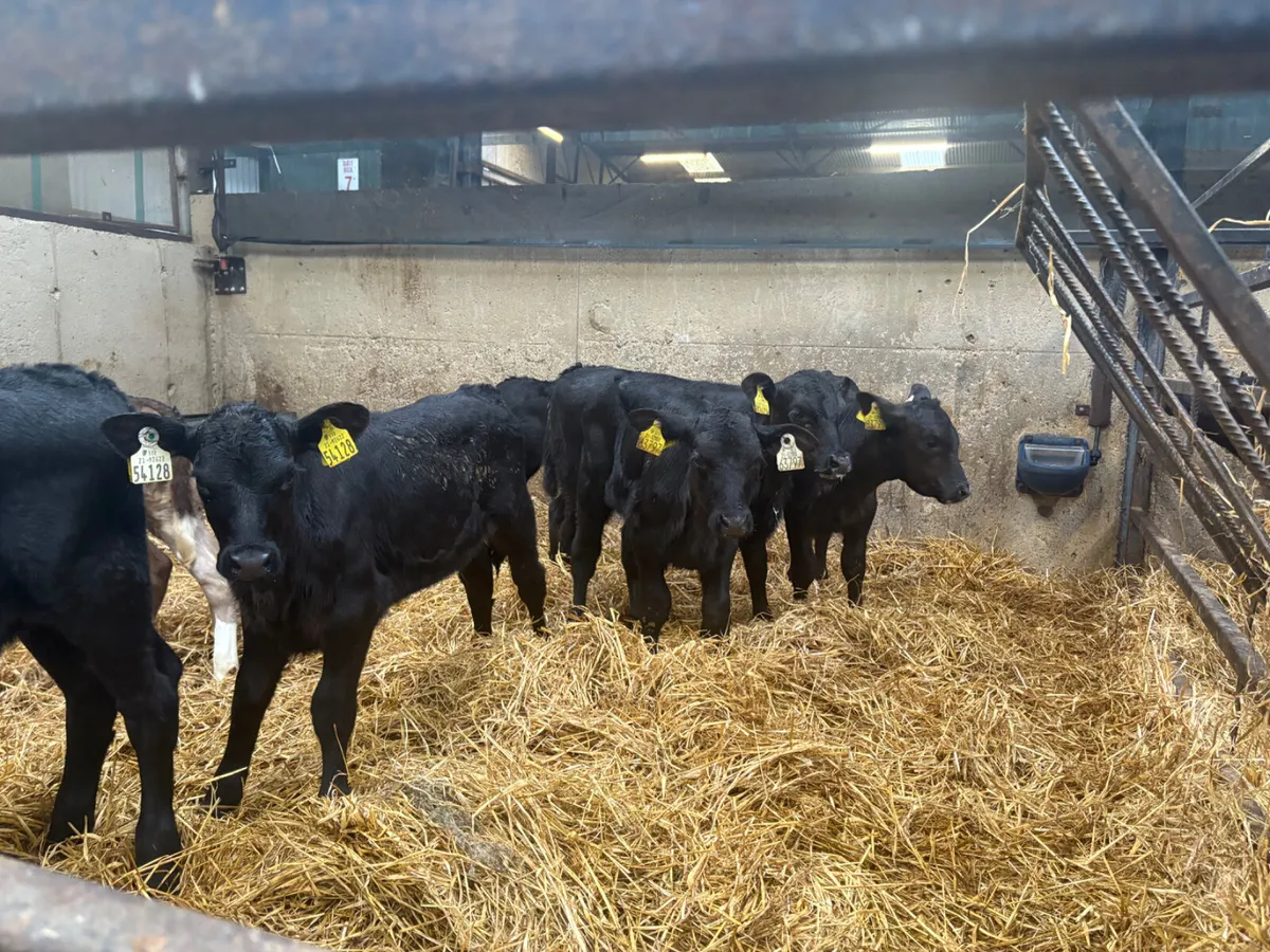 8 Angus Heifer Calves - Image 4