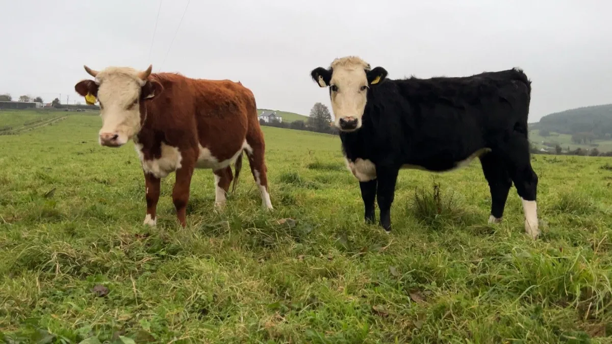 300kg Whitehead Heifers - Image 1