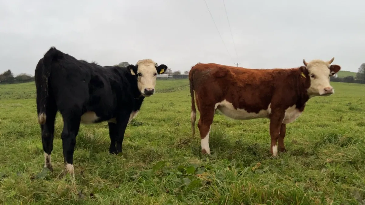 300kg Whitehead Heifers - Image 3