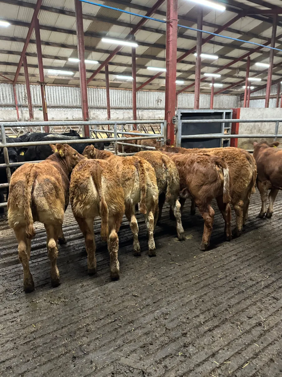 Lim heifers - Image 2