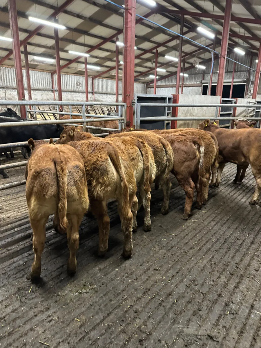 Lim heifers - Image 1