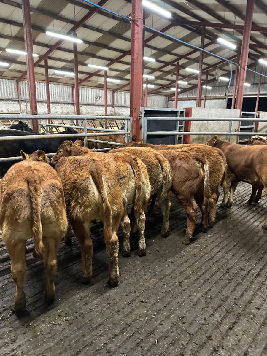 Lim heifers - Image 3