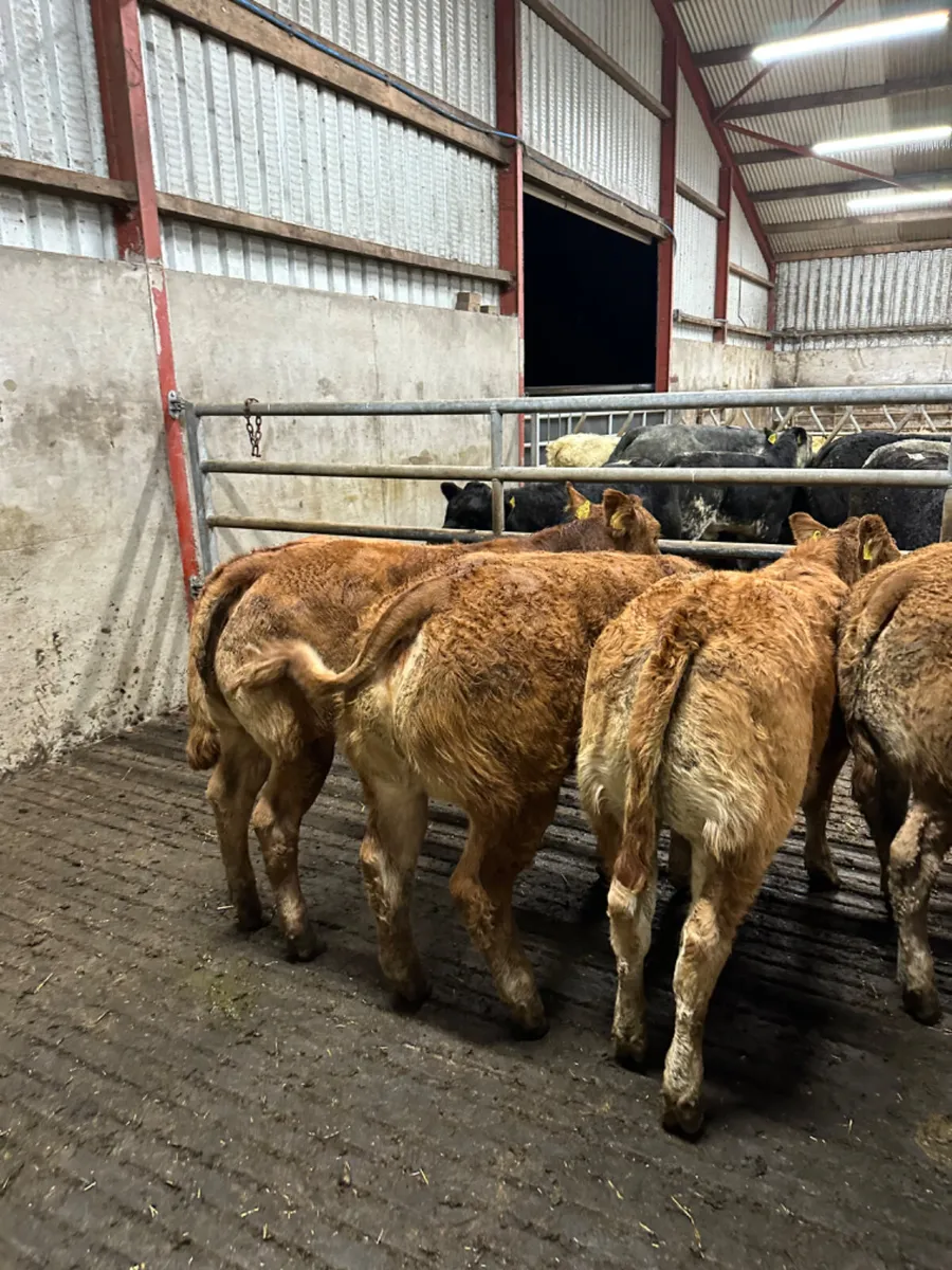Lim heifers - Image 4