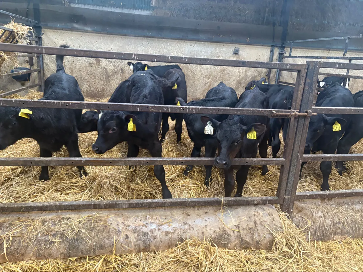 10 Super Angus Bull calves - Image 1