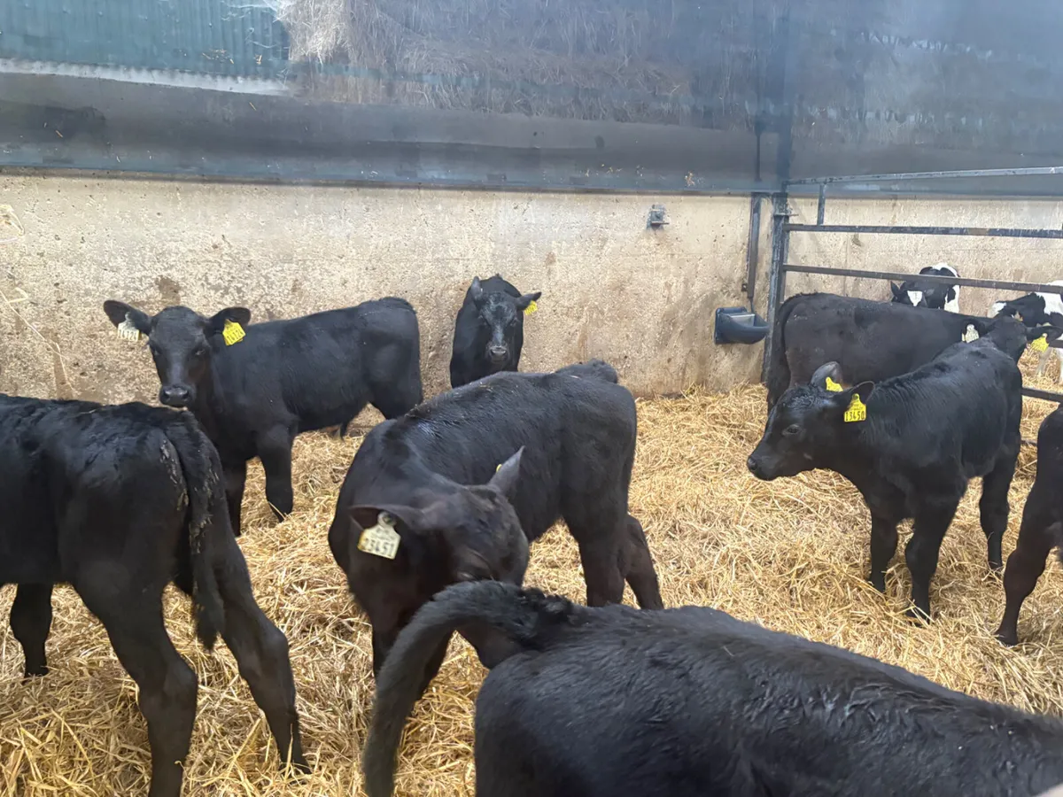 10 Super Angus Bull calves - Image 3