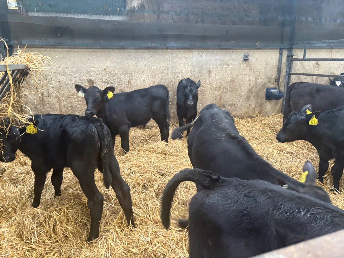 10 Super Angus Bull calves - Image 2