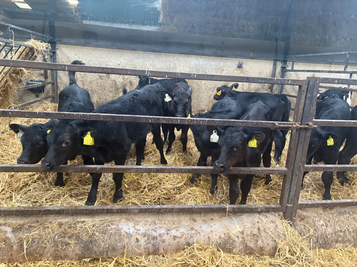 10 Super Angus Bull calves - Image 4