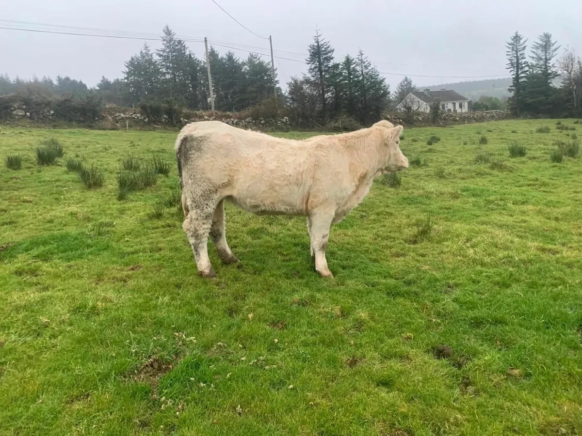 PBR Charolais Heifer - Image 2