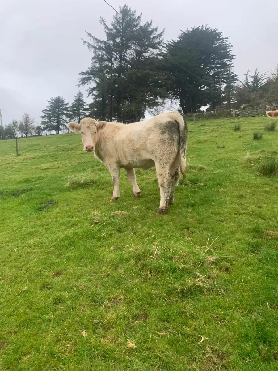 PBR Charolais Heifer - Image 3
