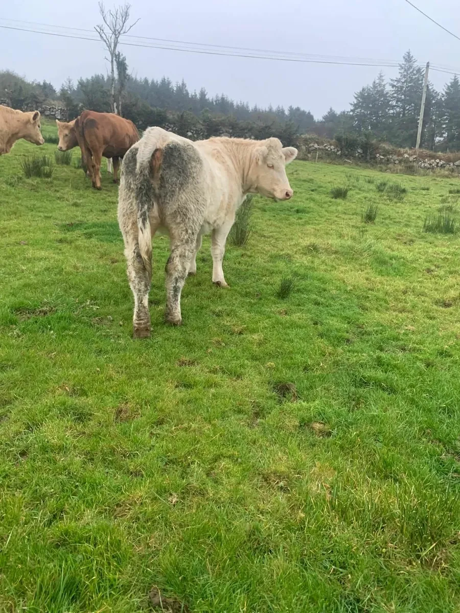 PBR Charolais Heifer - Image 4