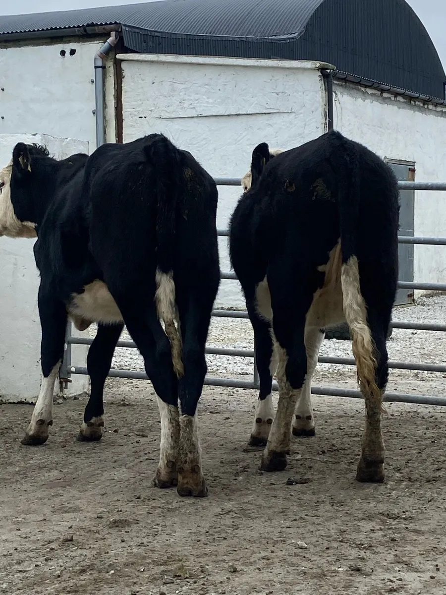 2 super Hereford heifers 450+ kg - Image 3