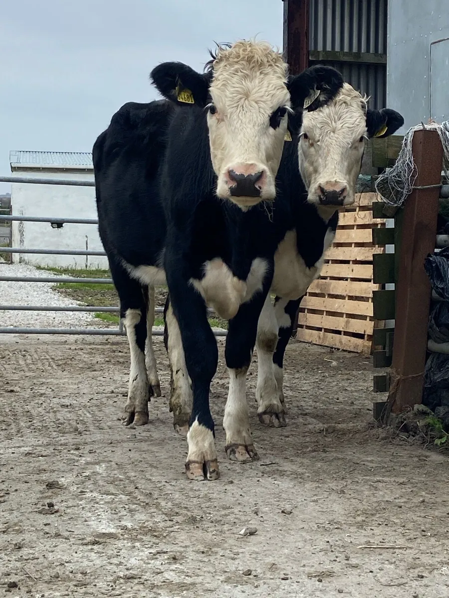 2 super Hereford heifers 450+ kg - Image 1