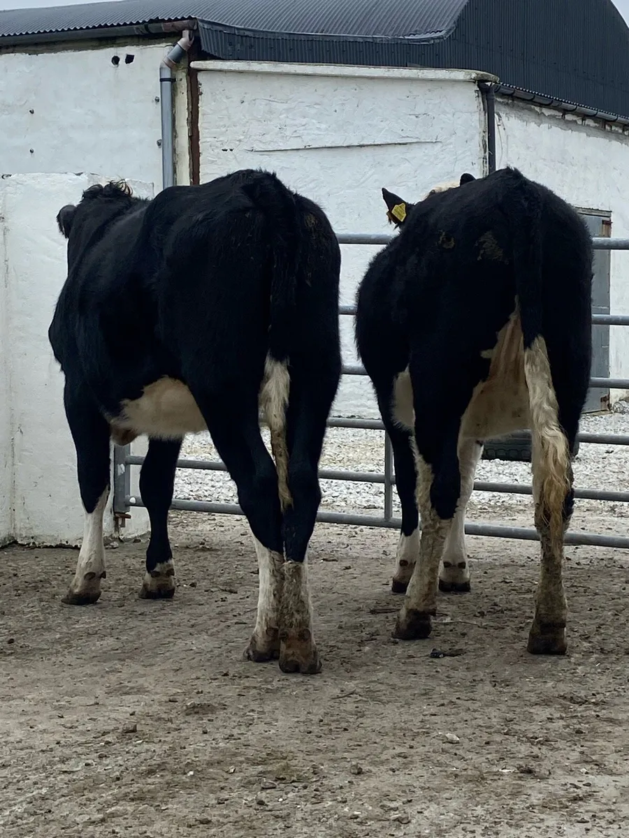 2 super Hereford heifers 450+ kg - Image 2