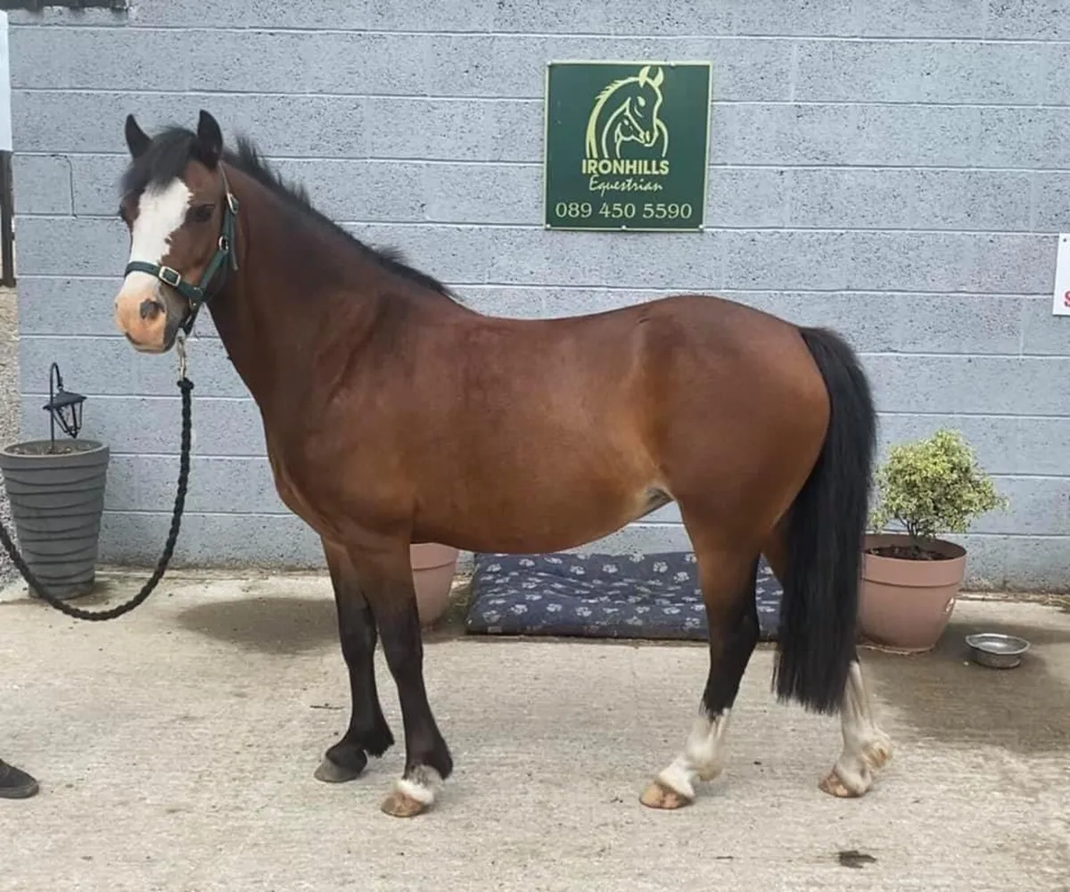 Fun pony for Sale - Image 2