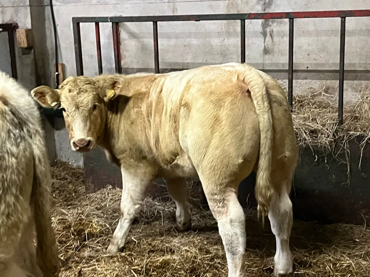 Serious U Grade Red LIM & CH Heifer Weanlings - Image 1