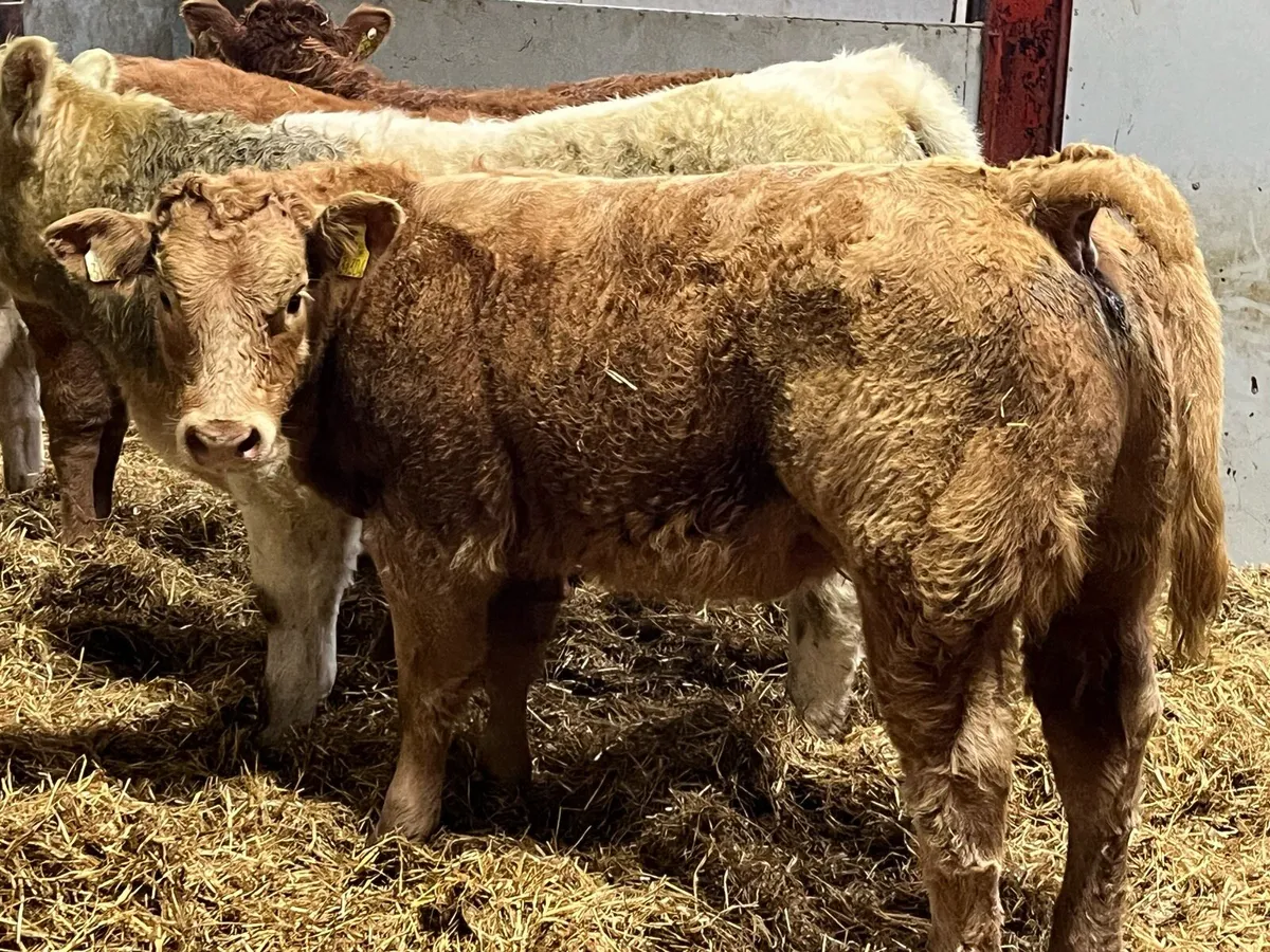 Serious U Grade Red LIM & CH Heifer Weanlings - Image 2