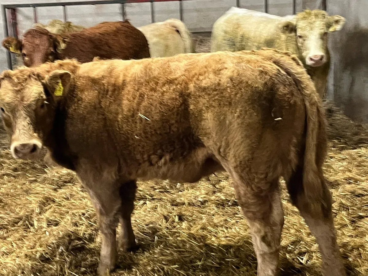 Serious U Grade Red LIM & CH Heifer Weanlings - Image 3