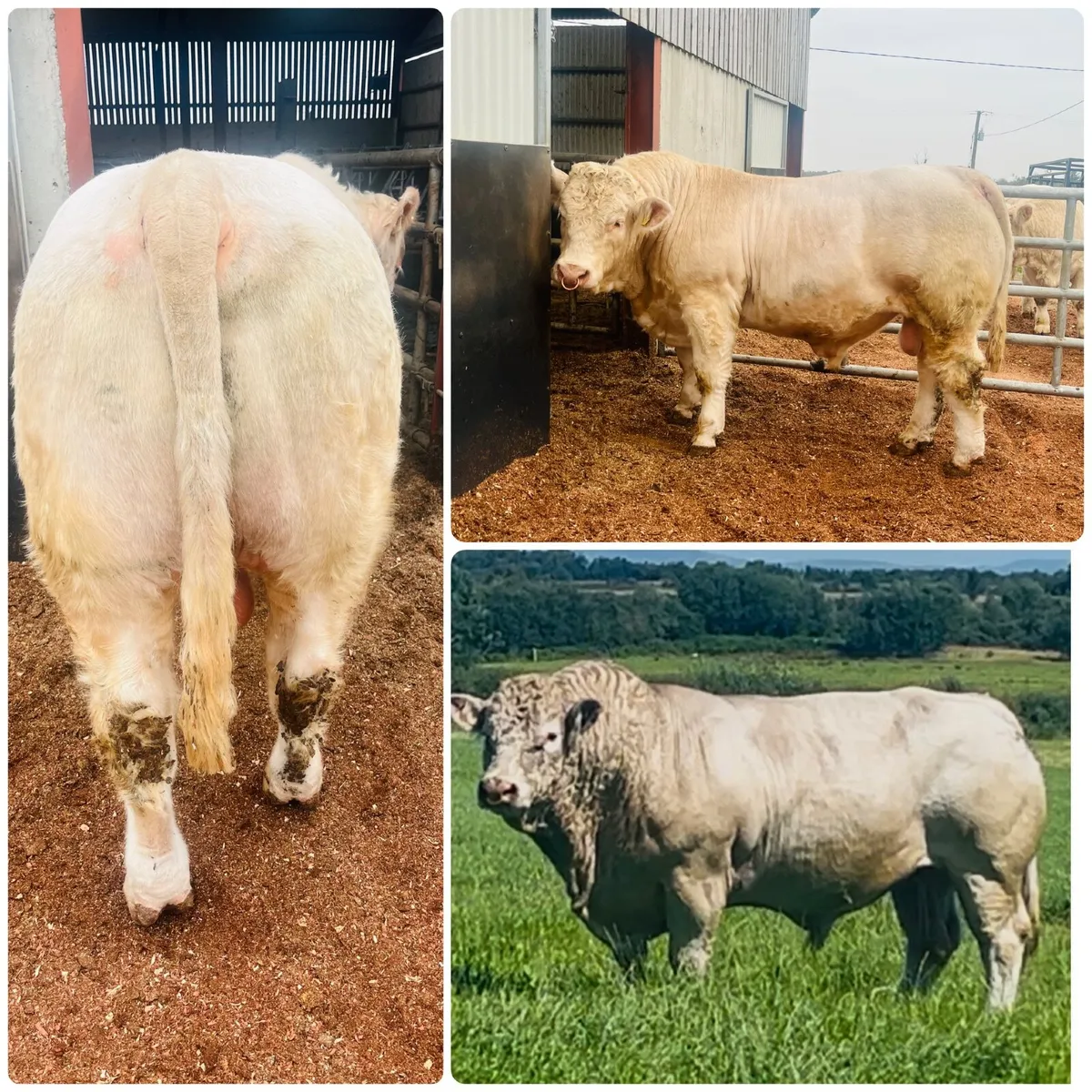 Pedigree Ch bull (easy calver & semen tested ) - Image 1