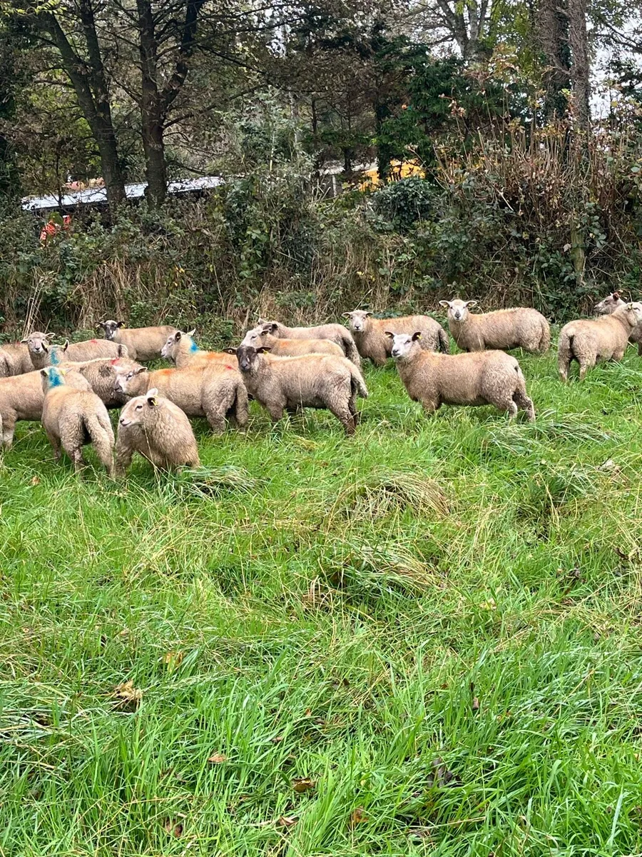 💸50 continental store lambs 💸 - Image 1