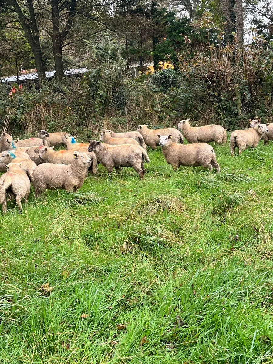 💸50 continental store lambs 💸 - Image 2