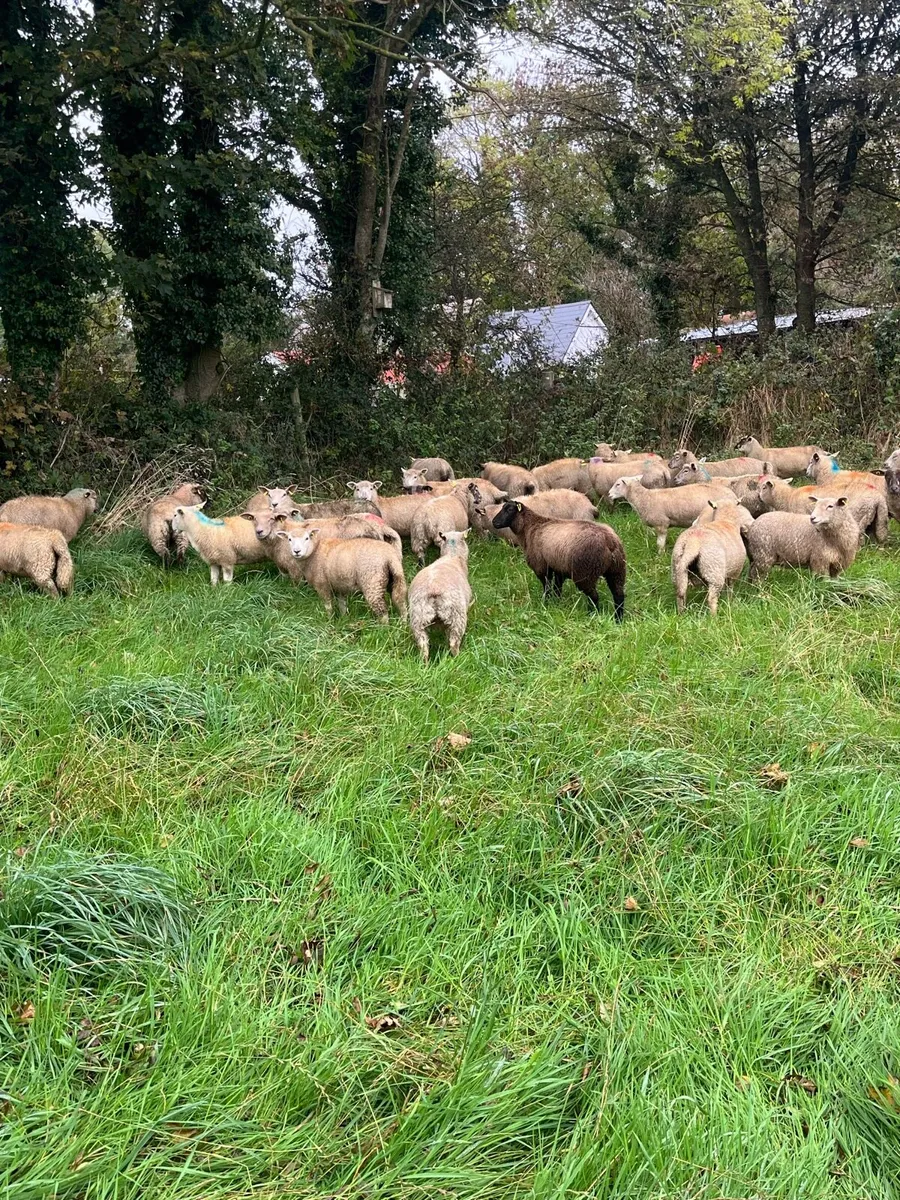 💸50 continental store lambs 💸 - Image 3