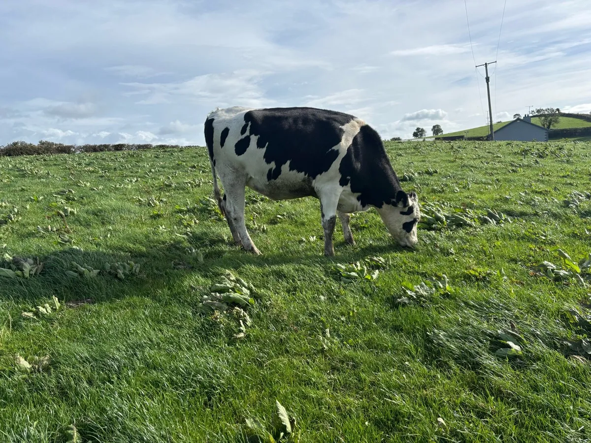 Hol fr autumn calving heifers - Image 1