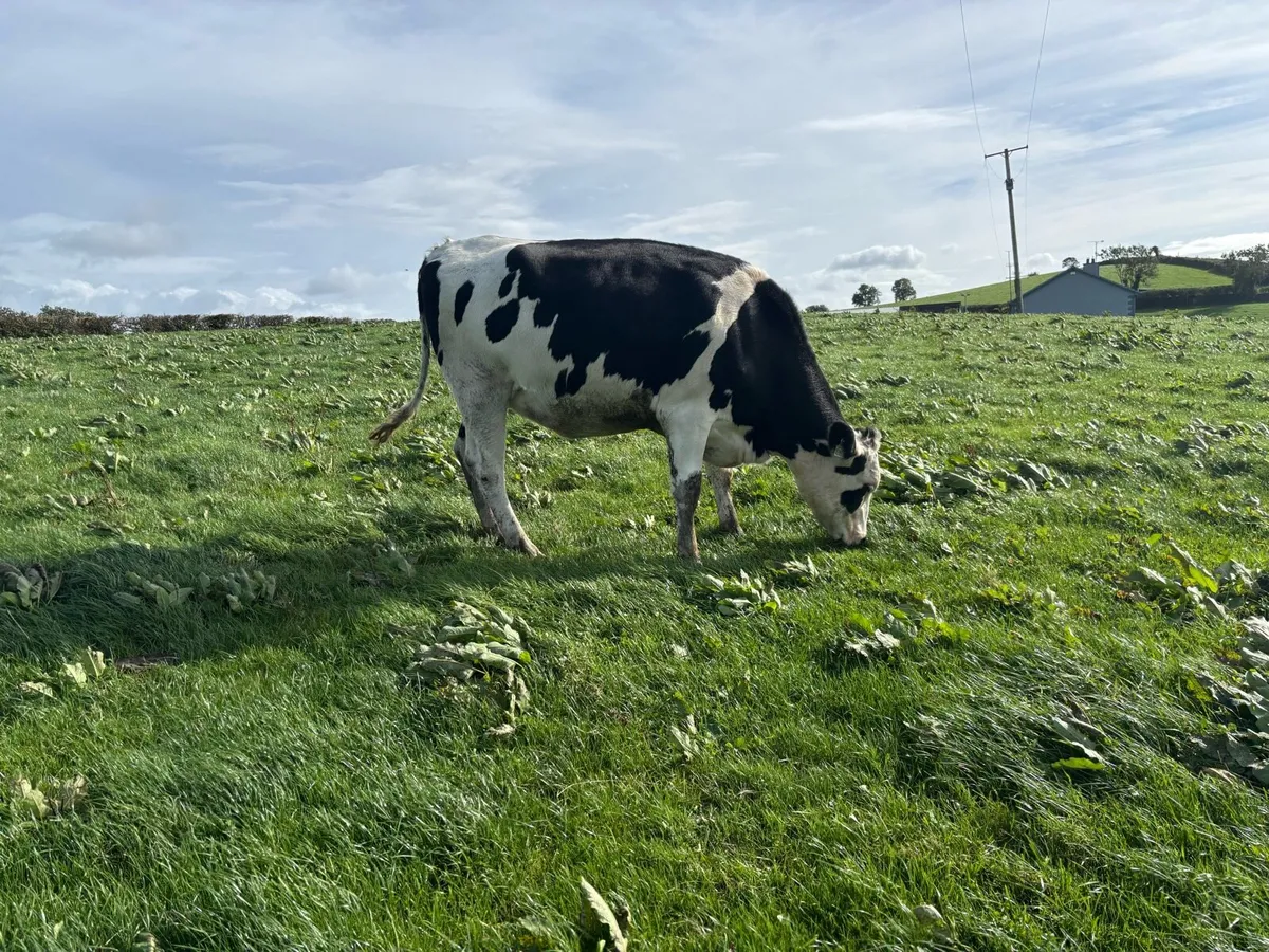 Hol fr autumn calving heifers - Image 2