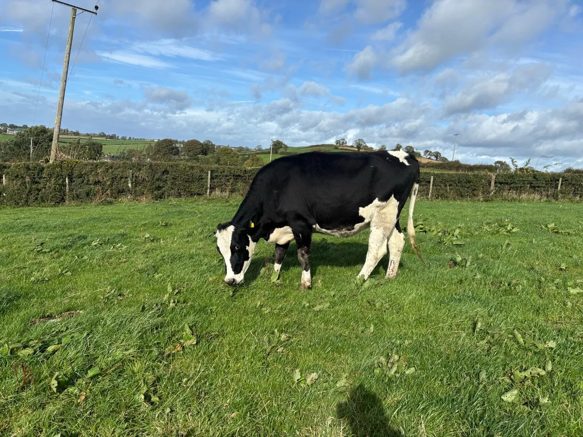 Hol fr autumn calving heifers - Image 3