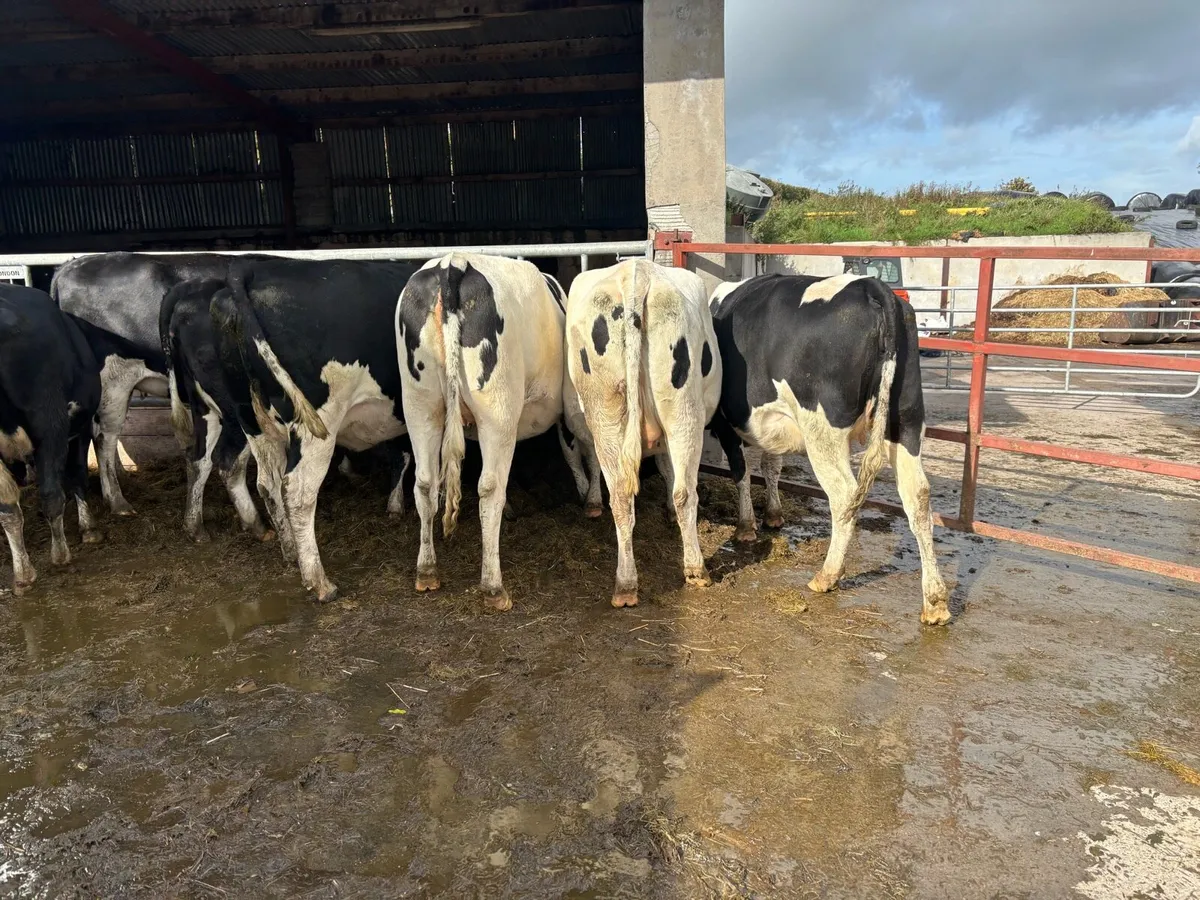 Hol fr autumn calving heifers - Image 4