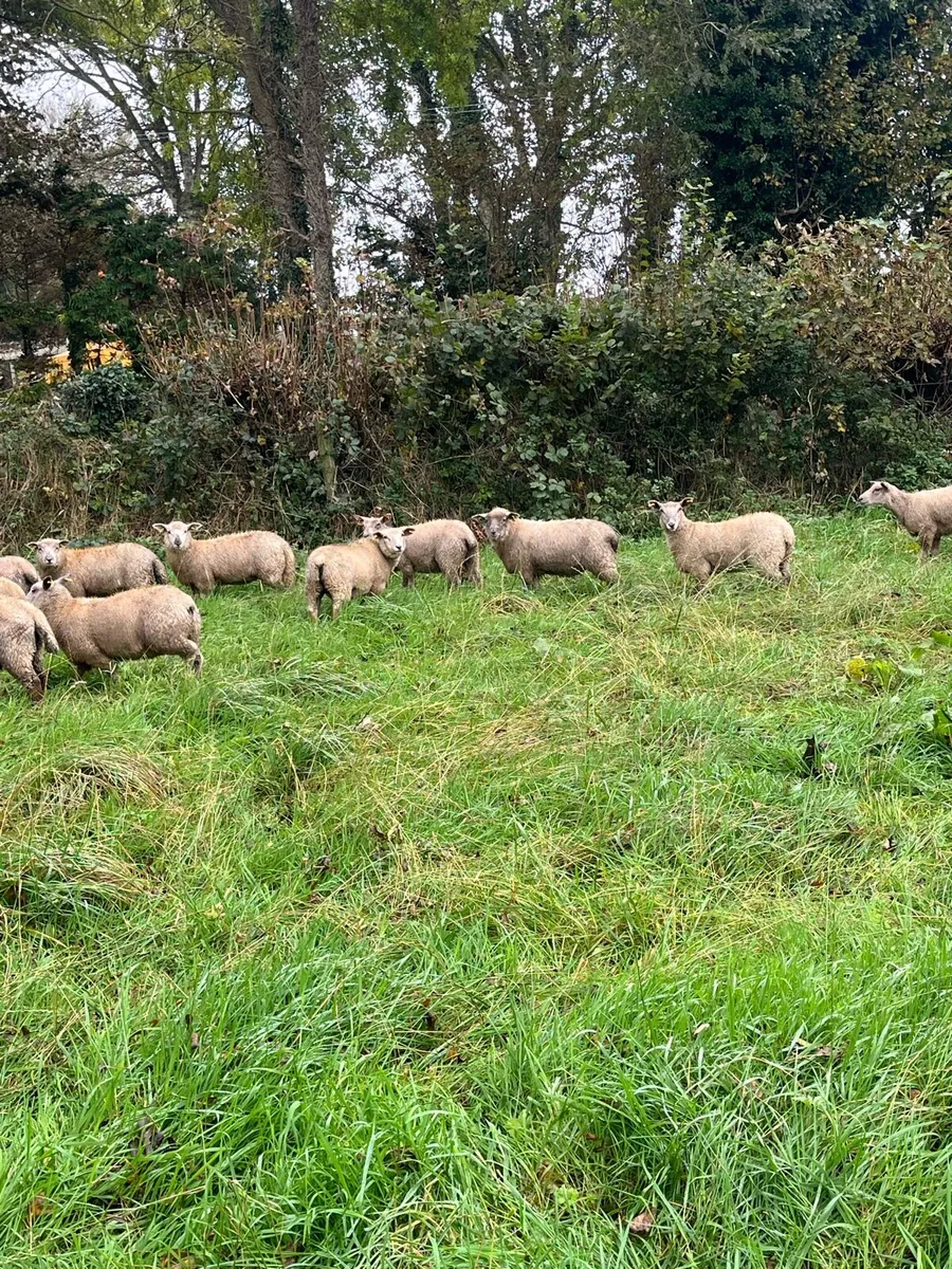💸50 continental store lambs 💸 - Image 4