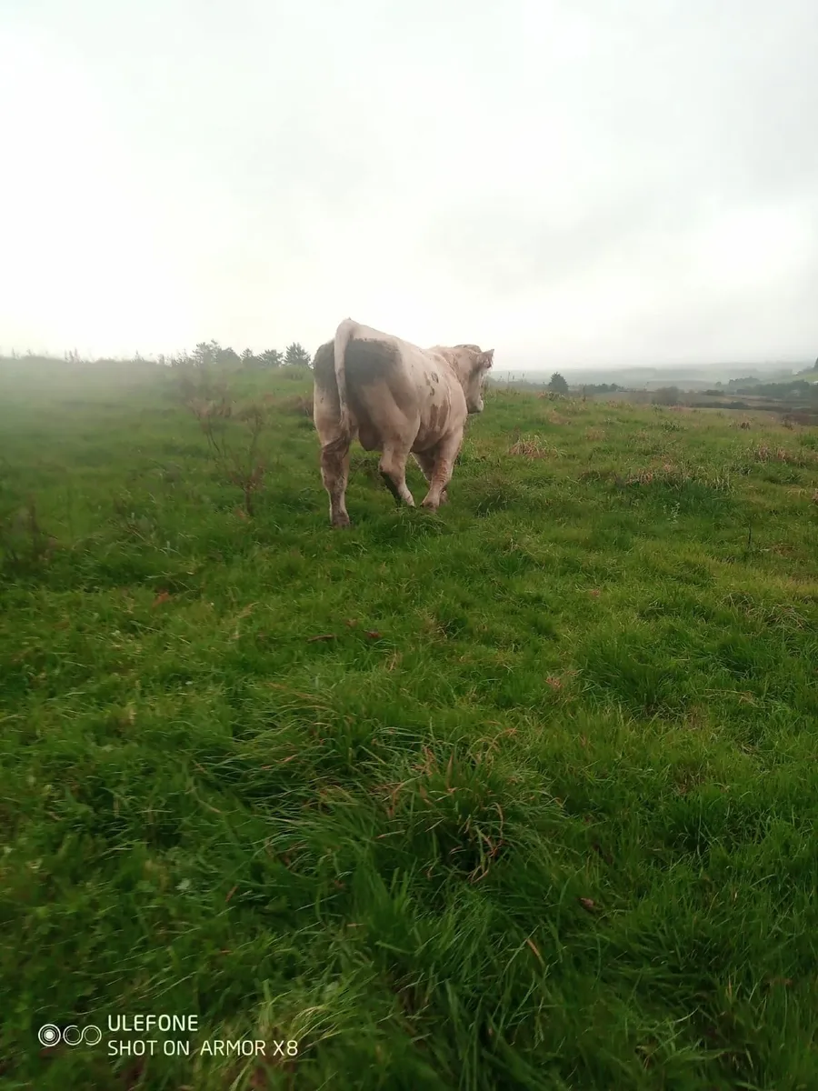 PBR CH bull 🐂 - Image 2
