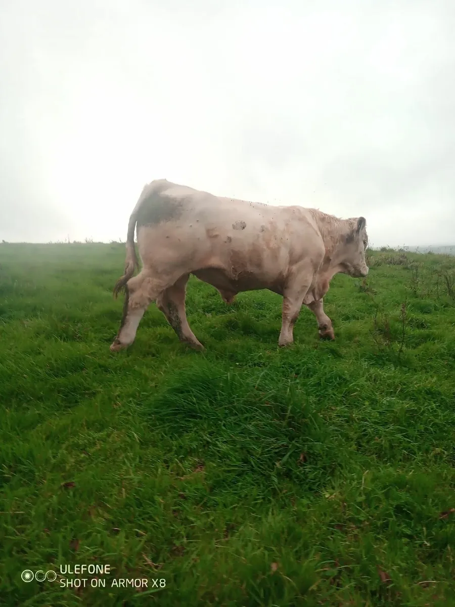 PBR CH bull 🐂 - Image 3
