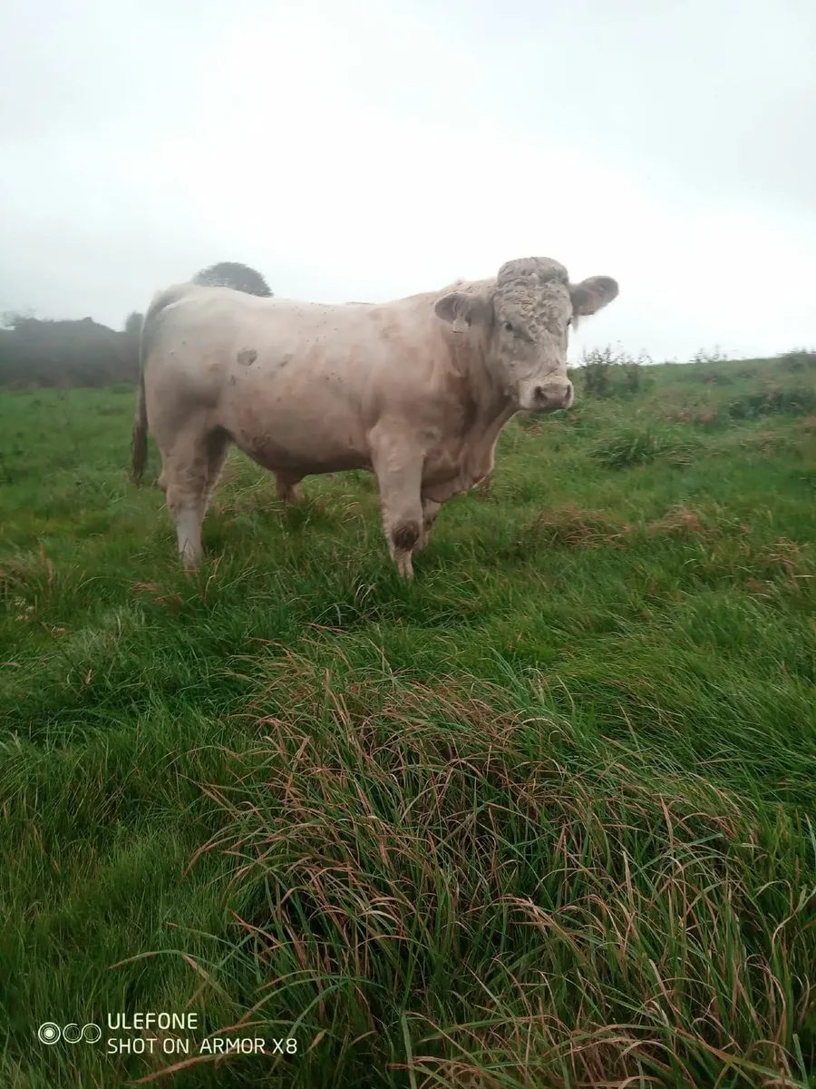PBR CH bull 🐂 - Image 4