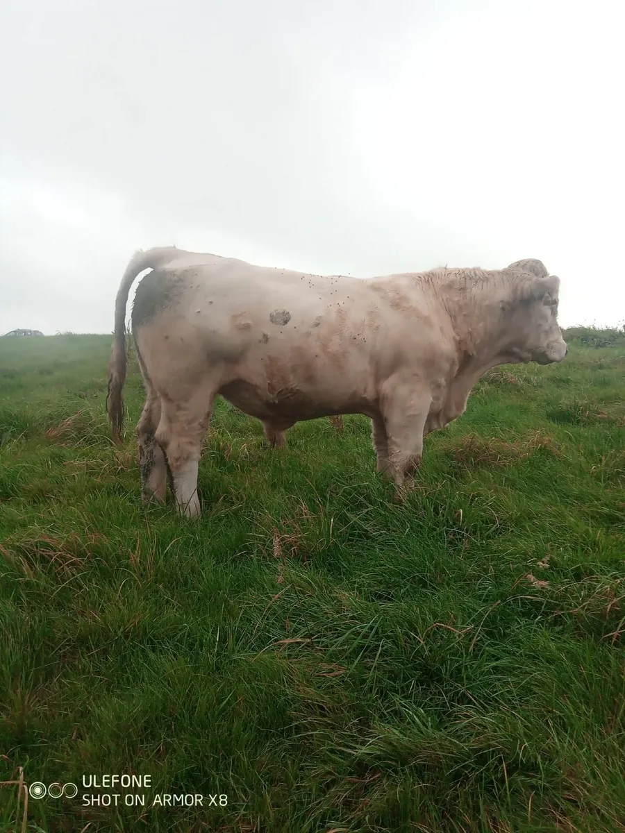 PBR CH bull 🐂 - Image 1