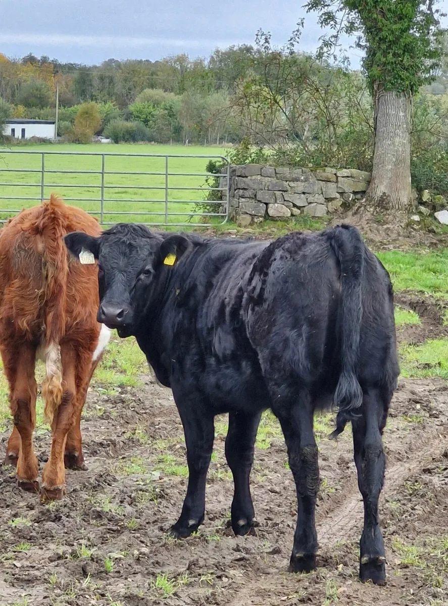 Organic Heifers and Bull Weanlings - Image 4