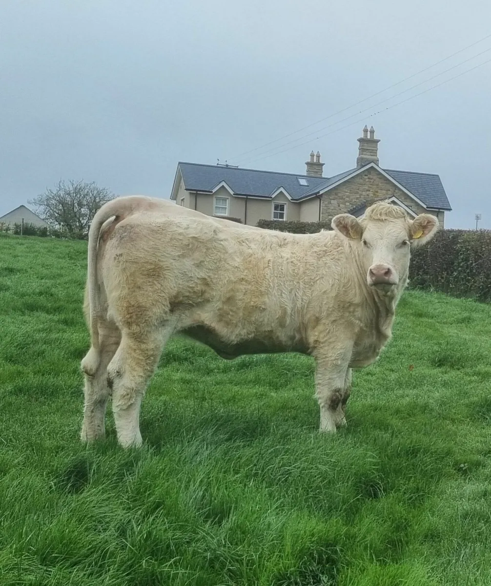 Pedigree Charolais Breeding Heifers - Image 2