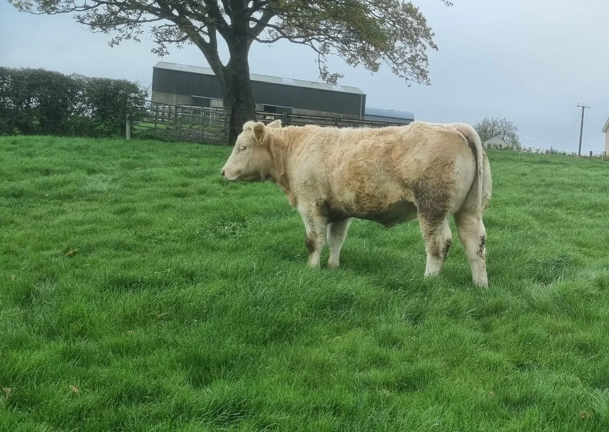 Pedigree Charolais Breeding Heifers - Image 3